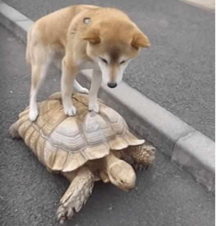 柴犬偷懒站在乌龟身上结果笑翻了众人回头率绝对百分之百