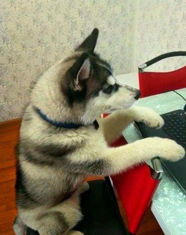 电脑|综艺|狗狗_新浪新闻