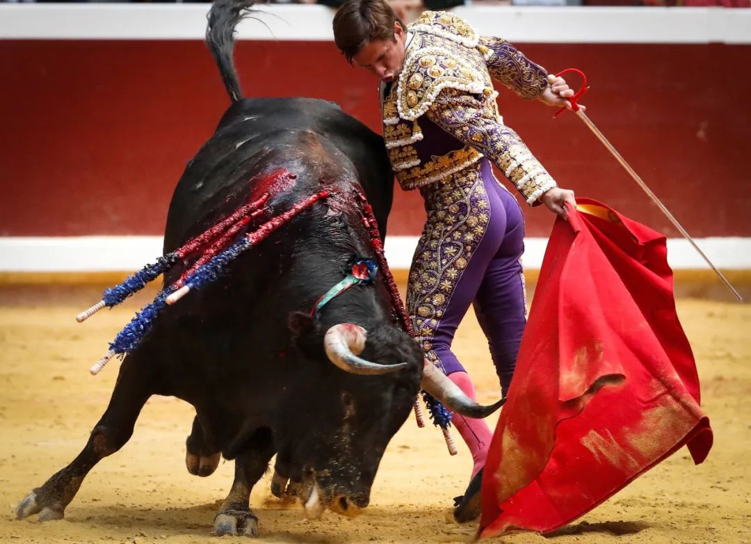 开屏新闻-云南石林“牛王争霸赛”火爆上演，西班牙著名斗牛士也来了！