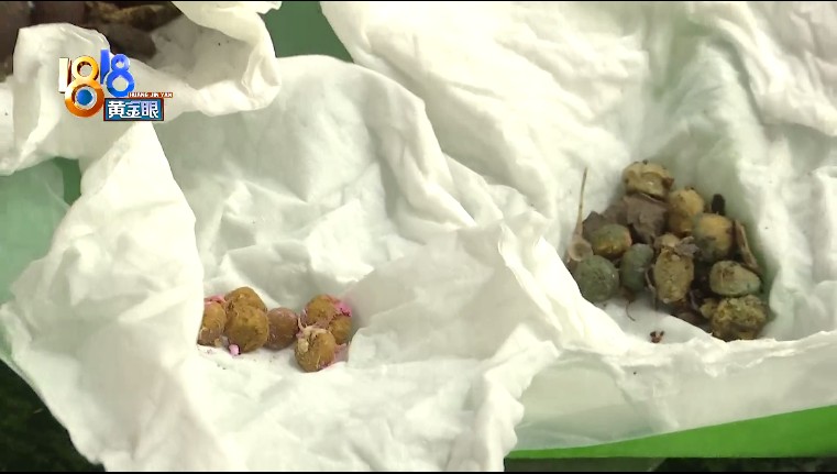 宠物猫被误伤，小区里的流浪猫喂还是不喂？休闲区蓝鸢梦想 - Www.slyday.coM