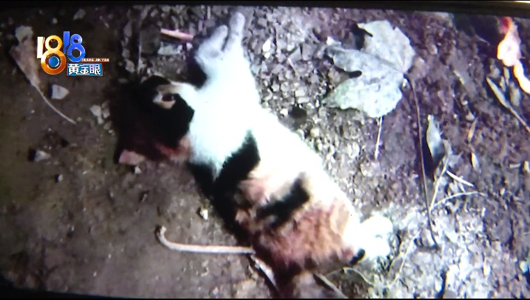 宠物猫被误伤，小区里的流浪猫喂还是不喂？休闲区蓝鸢梦想 - Www.slyday.coM