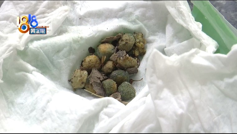 宠物猫被误伤，小区里的流浪猫喂还是不喂？休闲区蓝鸢梦想 - Www.slyday.coM