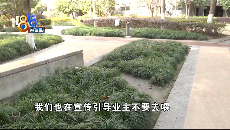 宠物猫被误伤，小区里的流浪猫喂还是不喂？休闲区蓝鸢梦想 - Www.slyday.coM