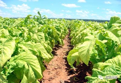 津巴布韦烤烟田间长势长相.