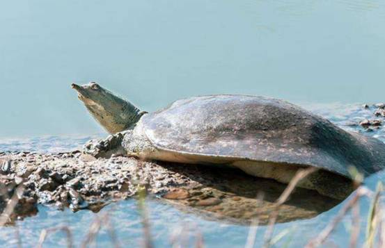 美国巨鳖在我国多地泛滥5年长20斤肉这下该怎么解决