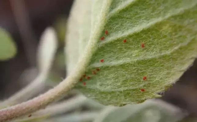 打蛇打七寸防治红蜘蛛要抓好关键时期