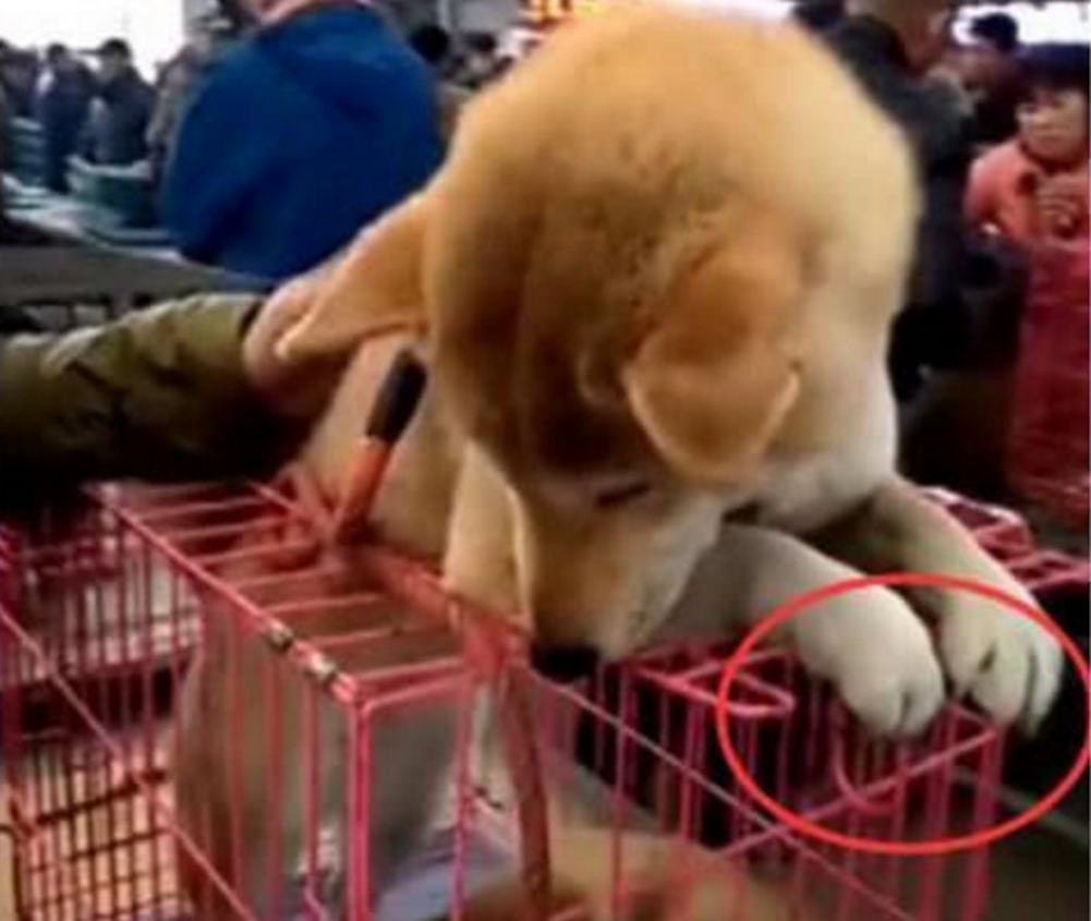 看到小奶狗被买走，狗妈妈竟做出这举动，路人看了纷纷泪目休闲区蓝鸢梦想 - Www.slyday.coM