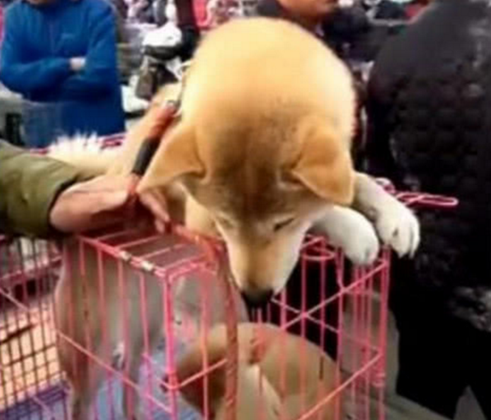 看到小奶狗被买走，狗妈妈竟做出这举动，路人看了纷纷泪目休闲区蓝鸢梦想 - Www.slyday.coM