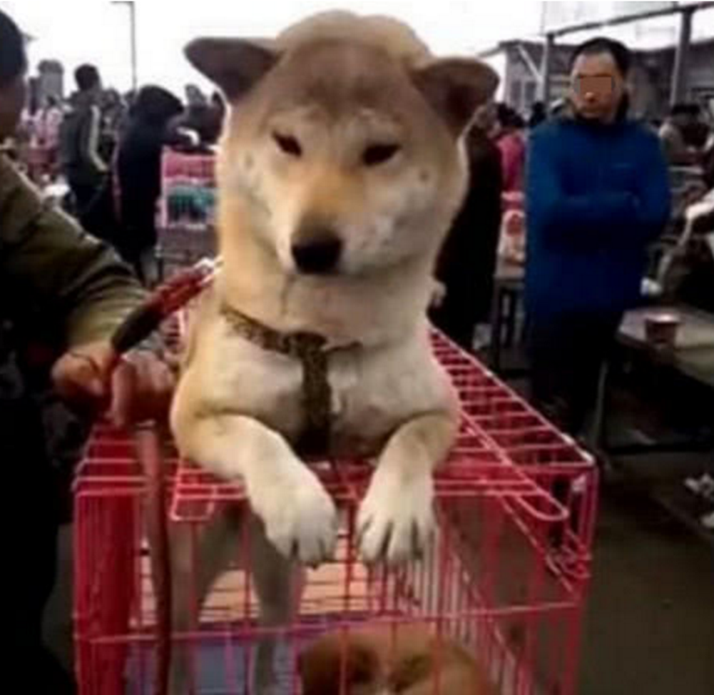 看到小奶狗被买走，狗妈妈竟做出这举动，路人看了纷纷泪目休闲区蓝鸢梦想 - Www.slyday.coM