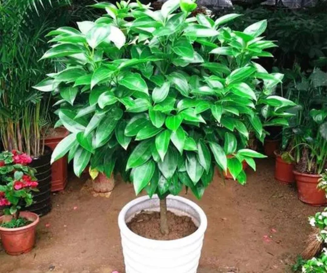 6种富贵树枝叶繁茂寓意好适合客厅养