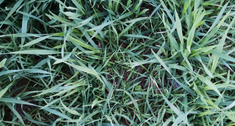 分蘖能力强节节麦幼苗与小麦苗非常相似,如果不仔细辨认根本无法区分