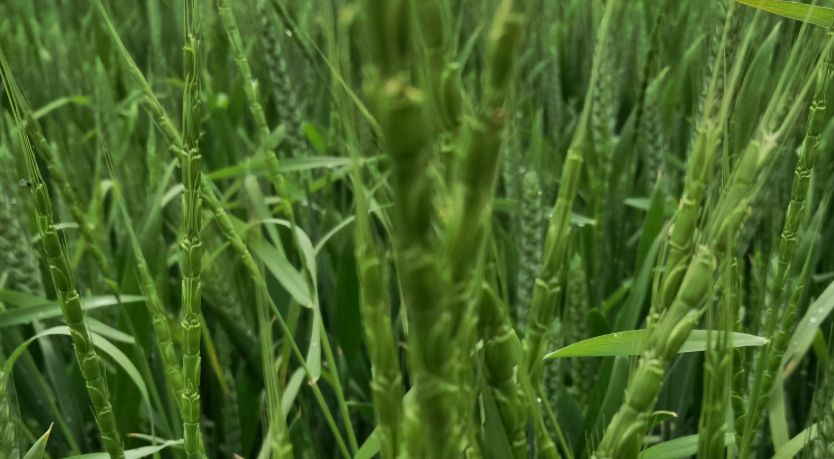 防治麦田节节麦掌握住一个小技巧一遍就能除干净小麦又安全