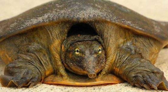 美国巨鳖在我国多地泛滥5年长20斤肉这下该怎么解决