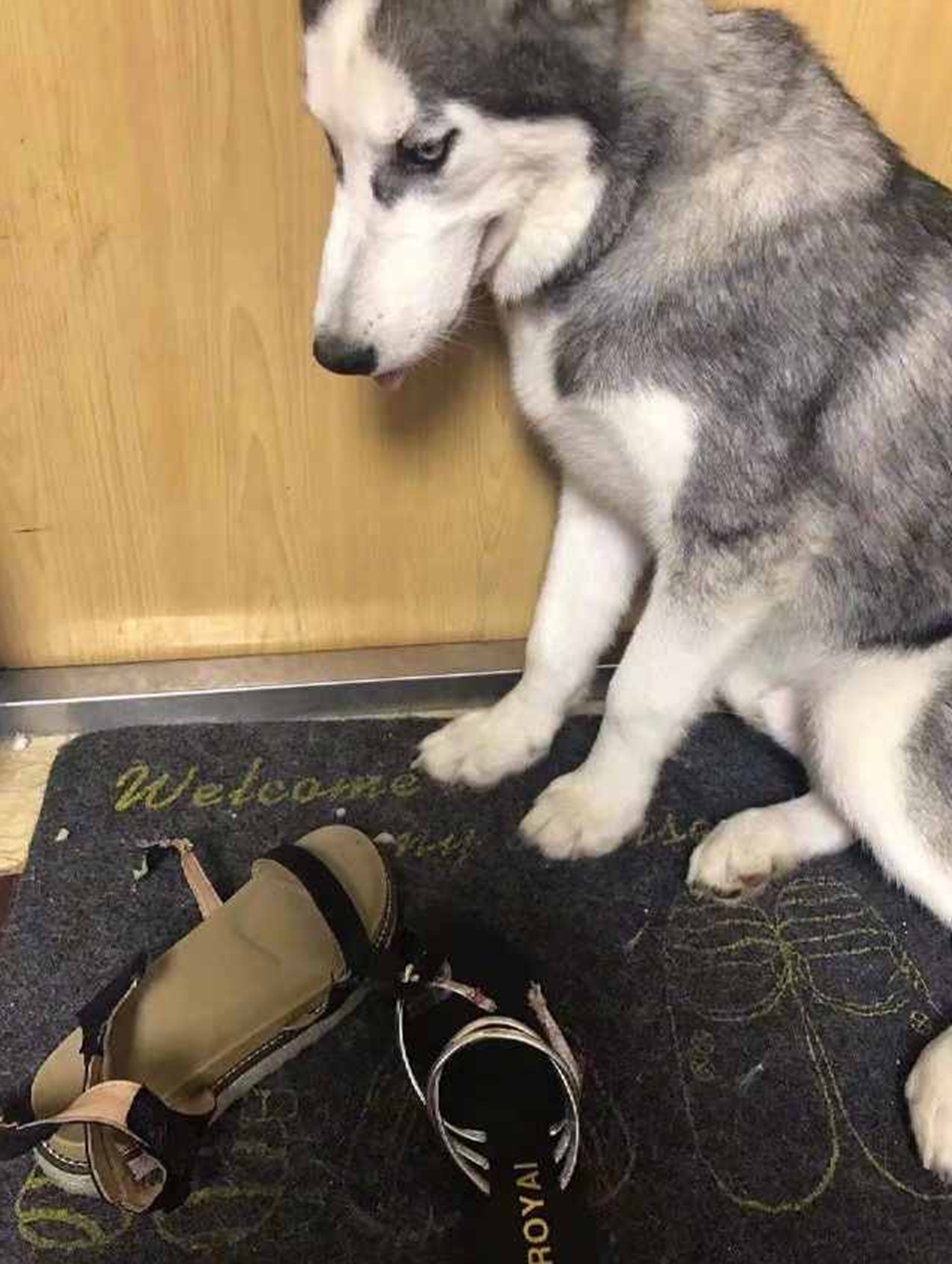 哈士奇咬坏鞋被教训,死不承认还露出这表情,宠主看了被气晕|哈士奇