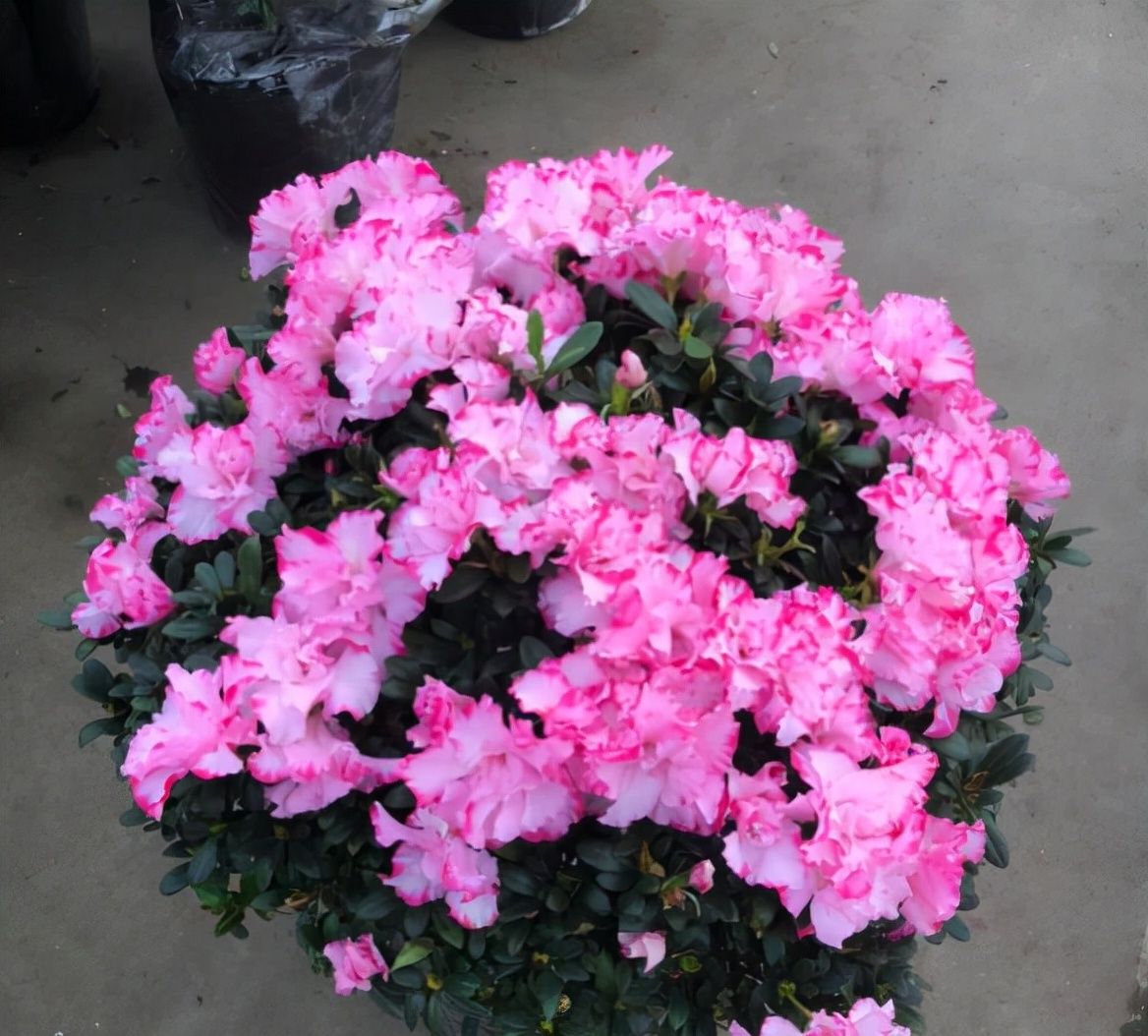 新手养杜鹃花3个坏习惯赶紧改掉不然容易黄叶掉花苞