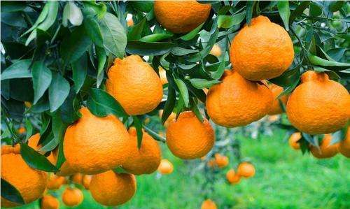 而芸苔素和赤霉酸(920)是柑橘保花保果最常用的两种调节剂,有的种植户