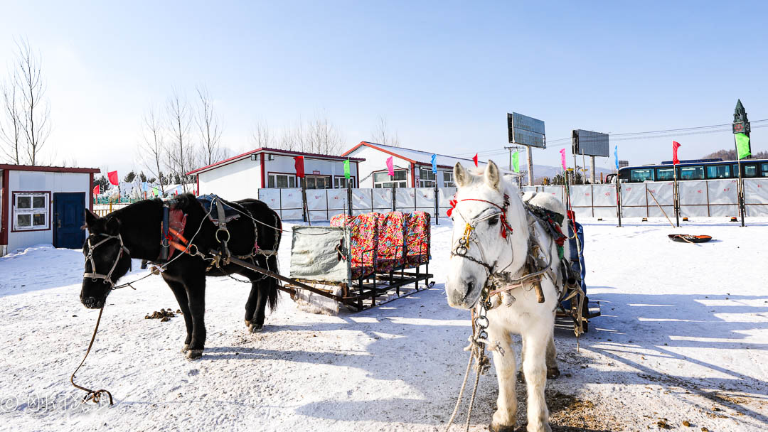 东北原始交通工具马拉爬犁比车快