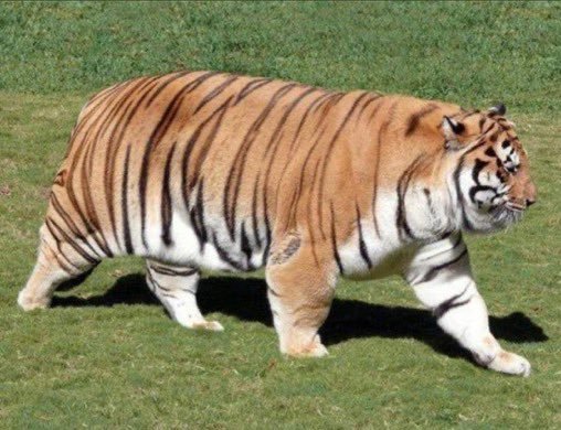 一旦胖了就很难可怕好憨