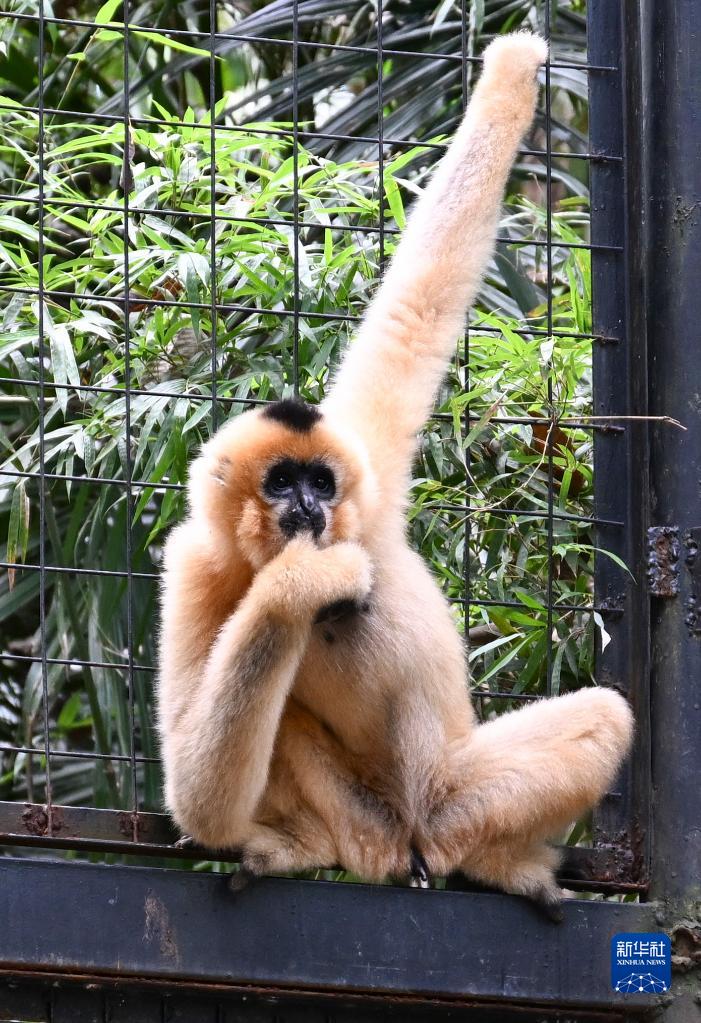海口引入雌性北白颊长臂猿开展合作繁育