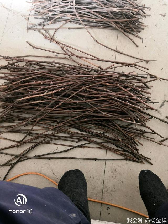 葡萄砧木3309修剪完了|葡萄_新浪新闻