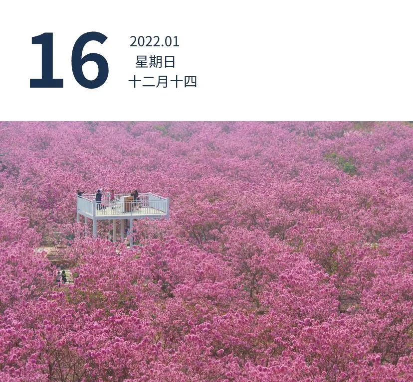 江门新会绿美生态园，千株紫花风铃木盛开，非常浪漫。登围墙 摄