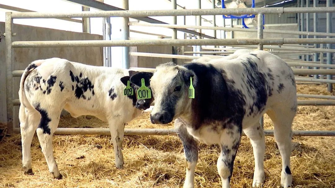 纯种比利时蓝牛一代品种的小牛犊(资料图片)来源:阿拉尔发布
