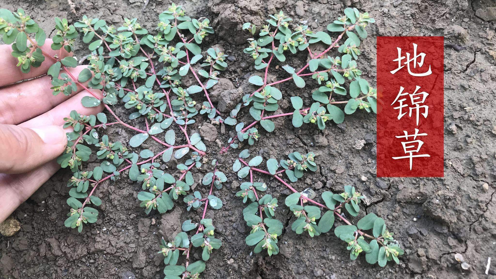 地锦草又称奶浆草它煮水的作用厉害了30元一斤农民抢着挖