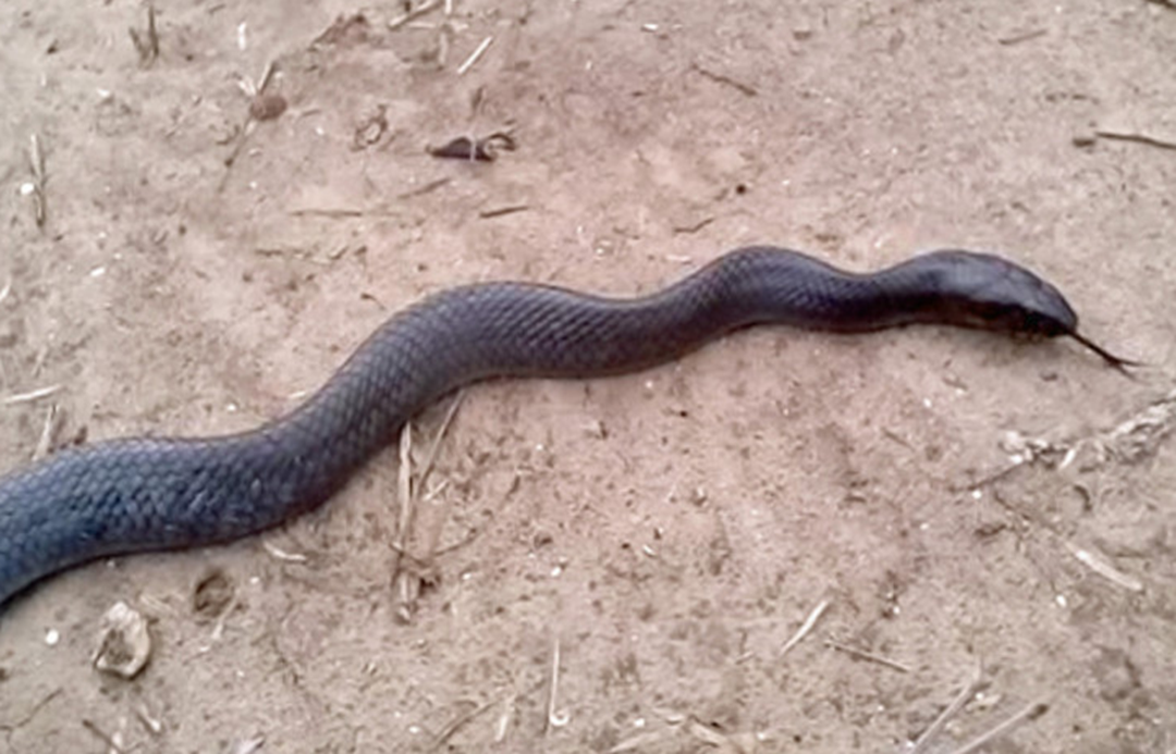 摄影师路上遇见一条蛇以为危险来了结果蛇却装死躲避他