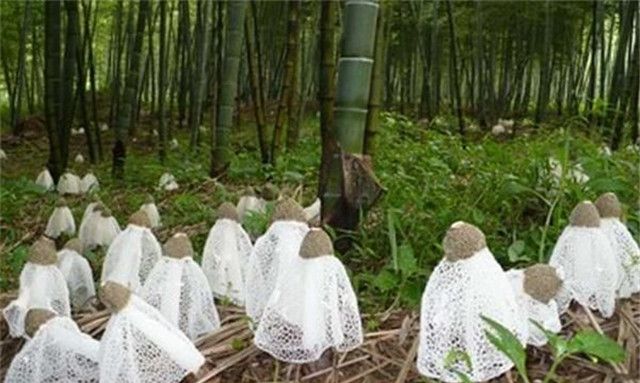 竹荪的栽培技术,种植前景广阔,学会不用出门打工了