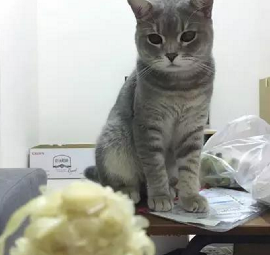 女子帮猫咪节食减肥,称家里没米下锅,下一秒发现主人大吃大喝!休闲区蓝鸢梦想 - Www.slyday.coM 女子帮猫咪节食减肥,称家里没米下锅,下一秒发现主人大吃大喝!休闲区蓝鸢梦想 - Www.slyday.coM