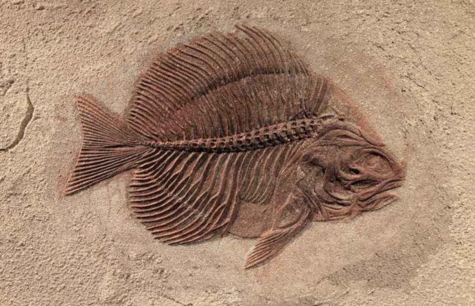 最惨的远古生物胸脊鲨在交配中变成化石32亿年后仍被人围观