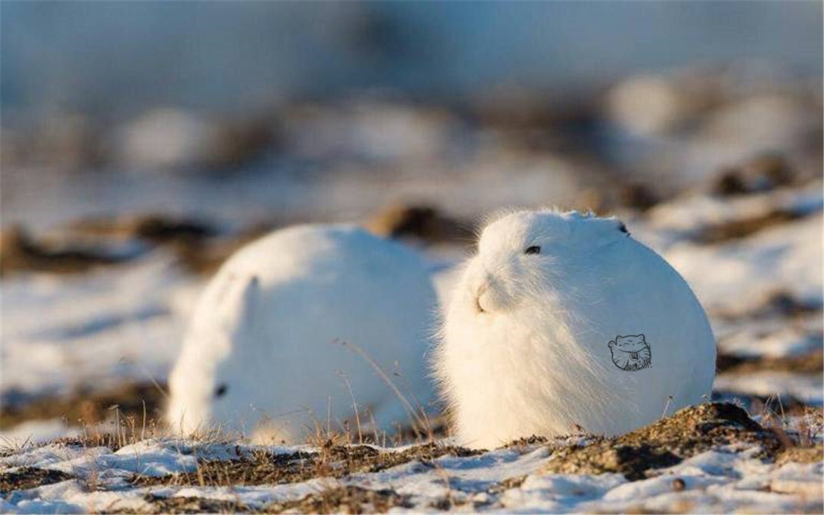 可爱的北极兔蹲坐如雪球站立则露出大长腿