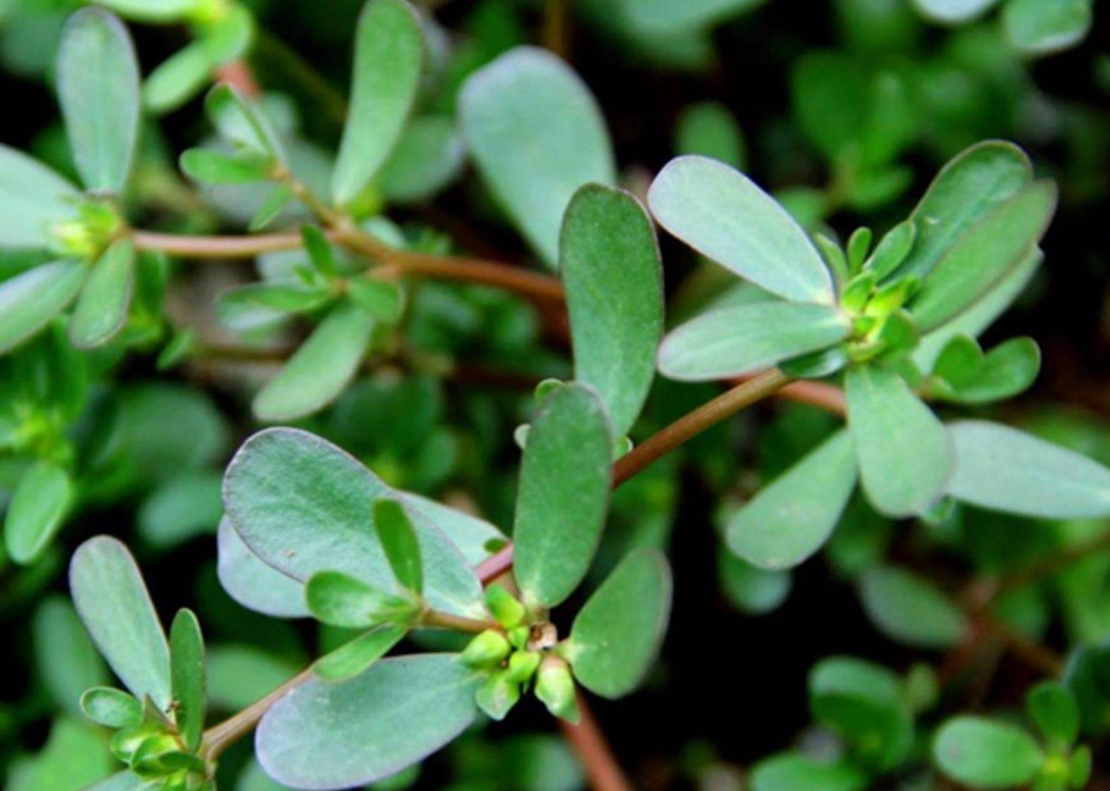 地锦草又称奶浆草它煮水的作用厉害了30元一斤农民抢着挖