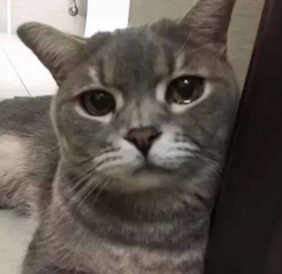 女子帮猫咪节食减肥,称家里没米下锅,下一秒发现主人大吃大喝!休闲区蓝鸢梦想 - Www.slyday.coM 女子帮猫咪节食减肥,称家里没米下锅,下一秒发现主人大吃大喝!休闲区蓝鸢梦想 - Www.slyday.coM