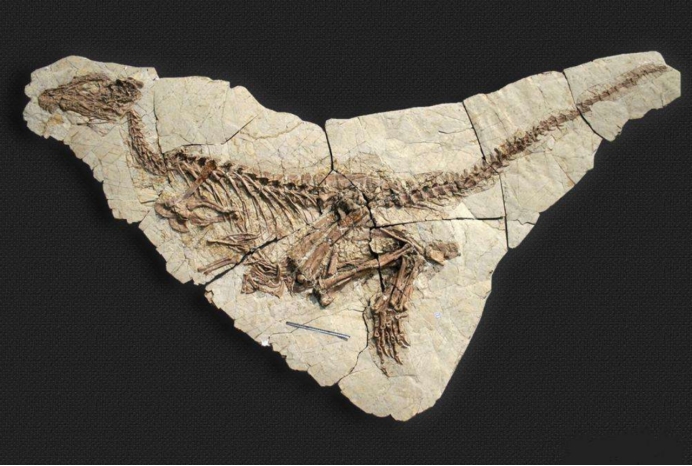 最惨的远古生物胸脊鲨在交配中变成化石32亿年后仍被人围观
