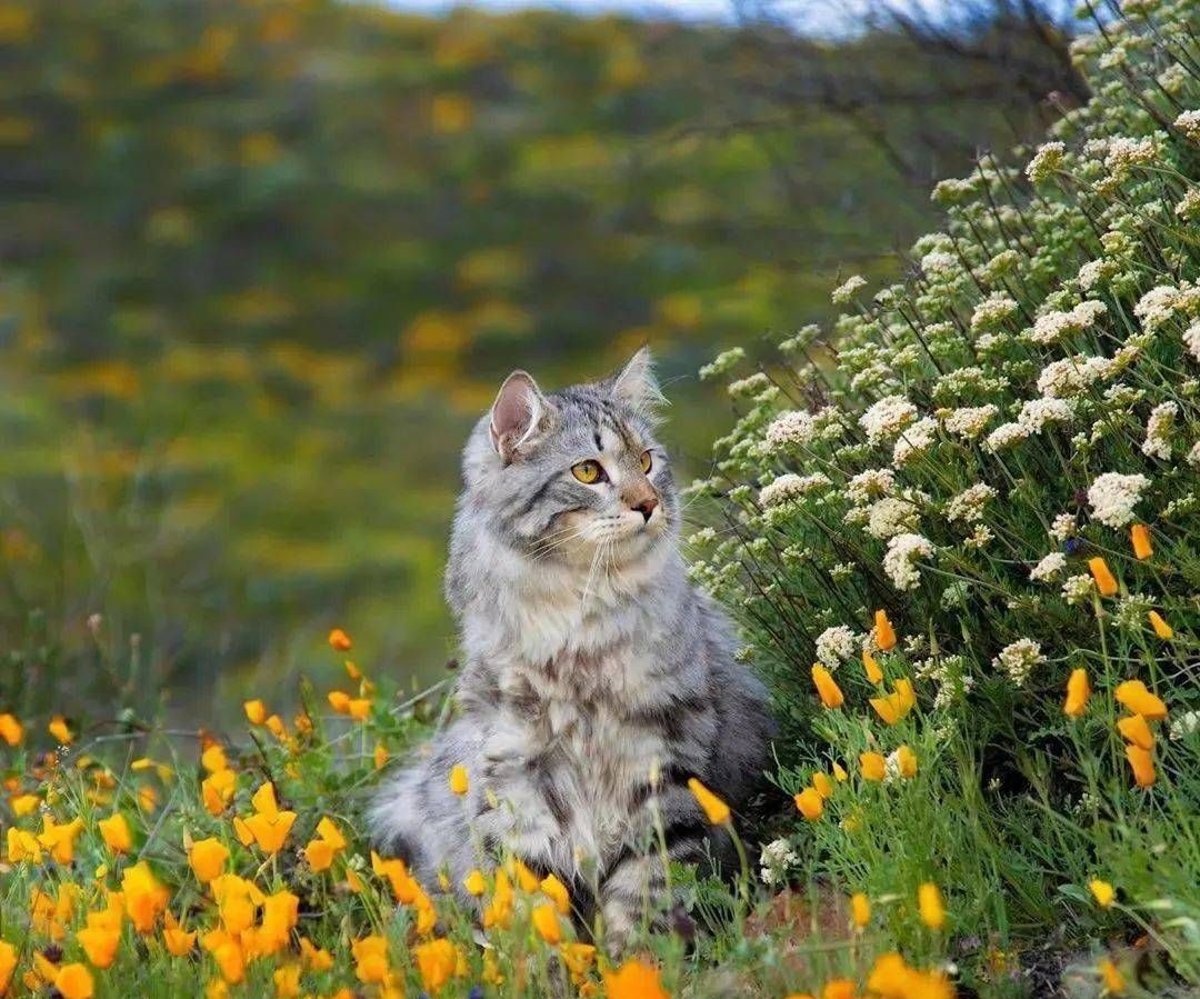俄罗斯的宝藏猫咪西伯利亚森林猫