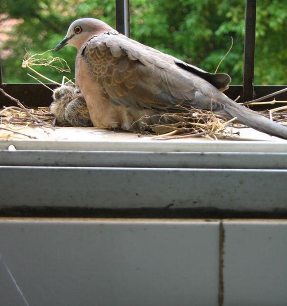 两只斑鸠在男子家窗台筑巢数月后男子拍下令人暖心一幕