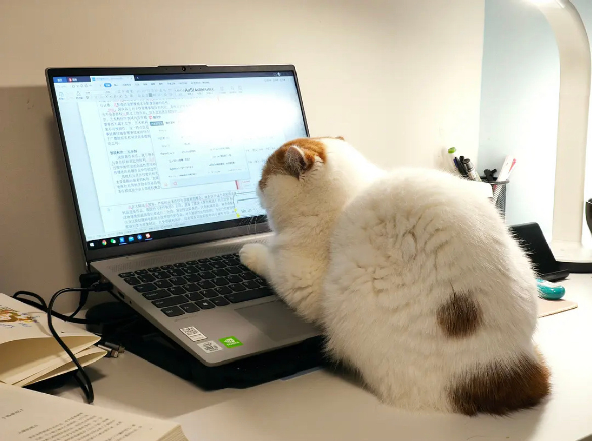 一只猫敲键盘表情包图片