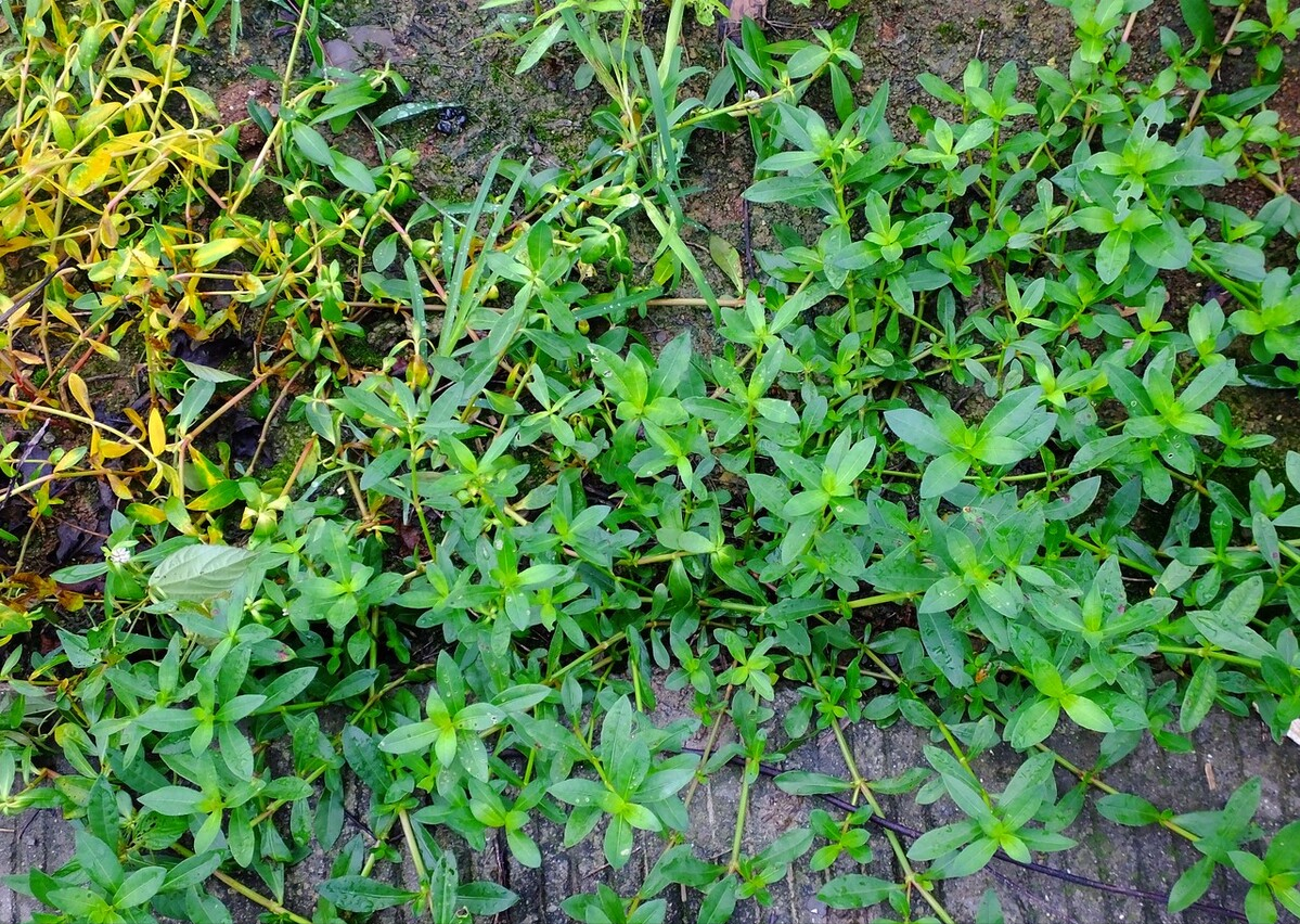 水花生|空心莲子草|植物_新浪新闻