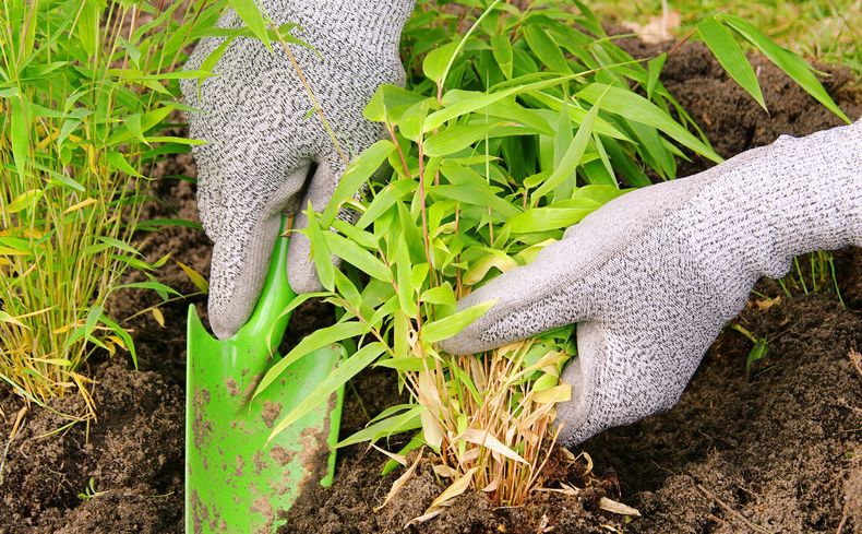 母竹苗培育技术了解并运用它种植起来很简单