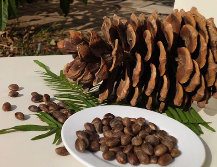 养花,松子壳分解形成的肥料可完全被土壤和花根吸收利用|花根|松子