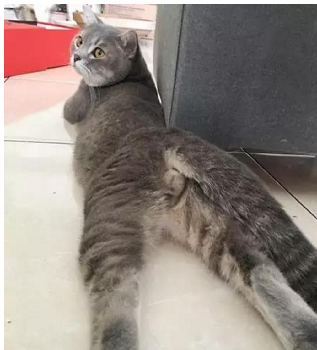 女子帮猫咪节食减肥,称家里没米下锅,下一秒发现主人大吃大喝!休闲区蓝鸢梦想 - Www.slyday.coM 女子帮猫咪节食减肥,称家里没米下锅,下一秒发现主人大吃大喝!休闲区蓝鸢梦想 - Www.slyday.coM