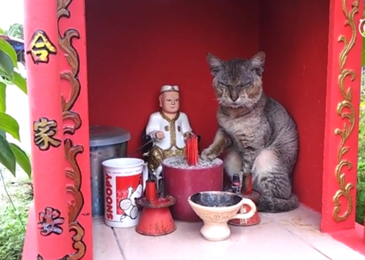 真是有魄力,跳到庙台与神像并排,它的一只爪子伸到香坛里,表情严肃,一