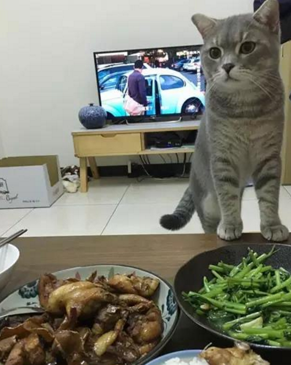 女子帮猫咪节食减肥,称家里没米下锅,下一秒发现主人大吃大喝!休闲区蓝鸢梦想 - Www.slyday.coM 女子帮猫咪节食减肥,称家里没米下锅,下一秒发现主人大吃大喝!休闲区蓝鸢梦想 - Www.slyday.coM