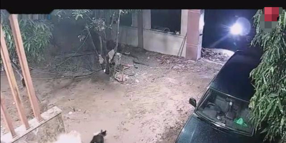 狗狗发现陌生人闯入,跑上前去一阵狂吠,随后男子当场一棒敲起休闲区蓝鸢梦想 - Www.slyday.coM 狗狗发现陌生人闯入,跑上前去一阵狂吠,随后男子当场一棒敲起休闲区蓝鸢梦想 - Www.slyday.coM