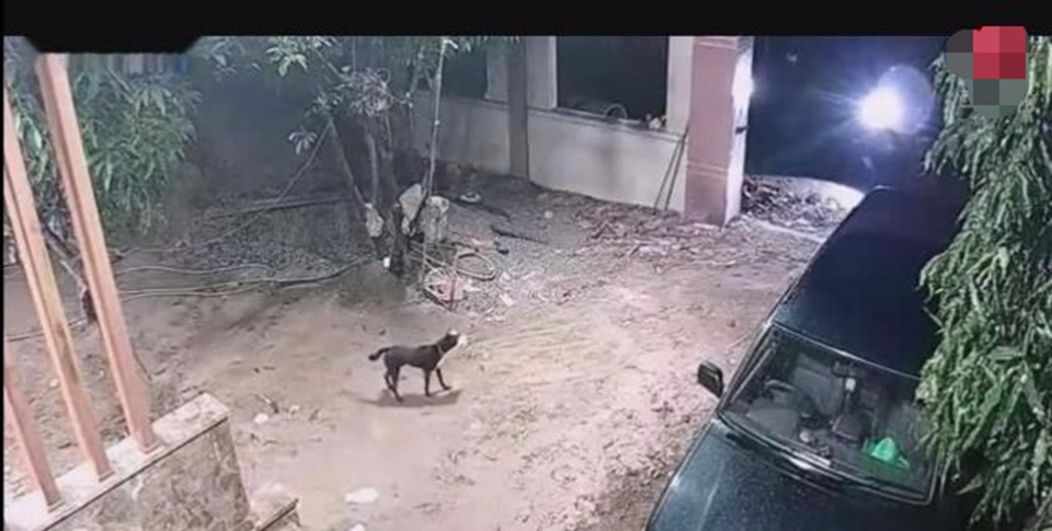 狗狗发现陌生人闯入,跑上前去一阵狂吠,随后男子当场一棒敲起休闲区蓝鸢梦想 - Www.slyday.coM 狗狗发现陌生人闯入,跑上前去一阵狂吠,随后男子当场一棒敲起休闲区蓝鸢梦想 - Www.slyday.coM