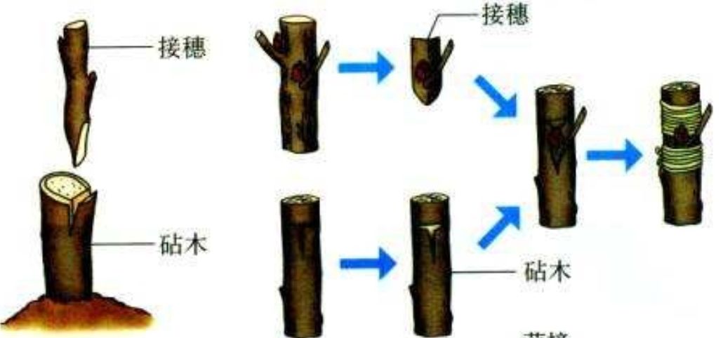 梨树嫁接的时机方法及砧木接穗选择有讲究嫁接技巧影响成活率