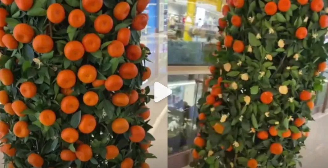 1月17日休闲区蓝鸢梦想 - Www.slyday.coM