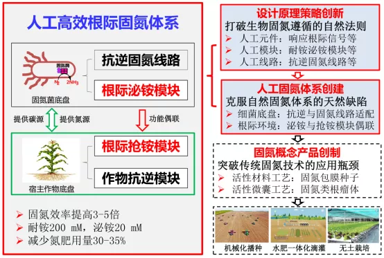 人工高效根际固氮体系创制及田间示范应用的技术路线