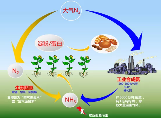 人工高效生物固氮技术及农业示范应用